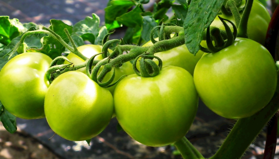 小番茄健康益處