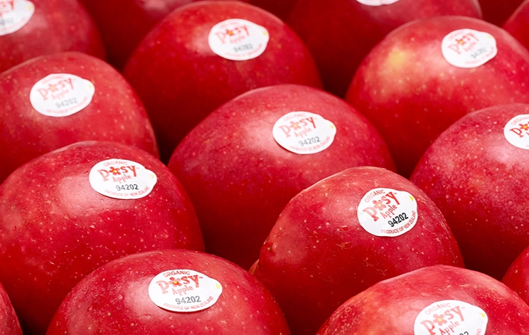 電鍋蒸蘋果食譜