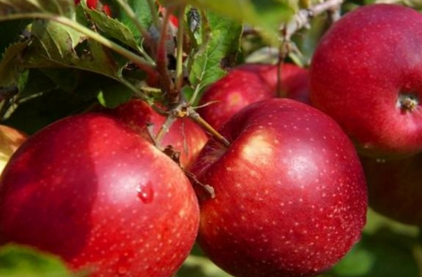 青蘋果紅蘋果比較