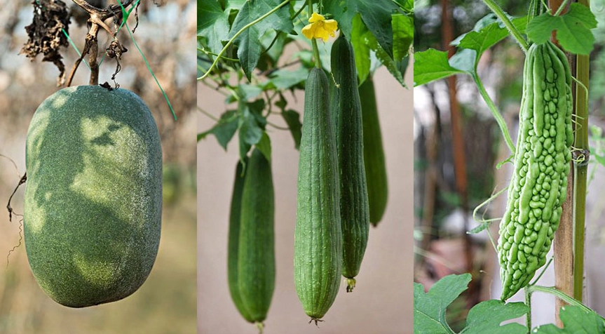 秋季瓜類品種