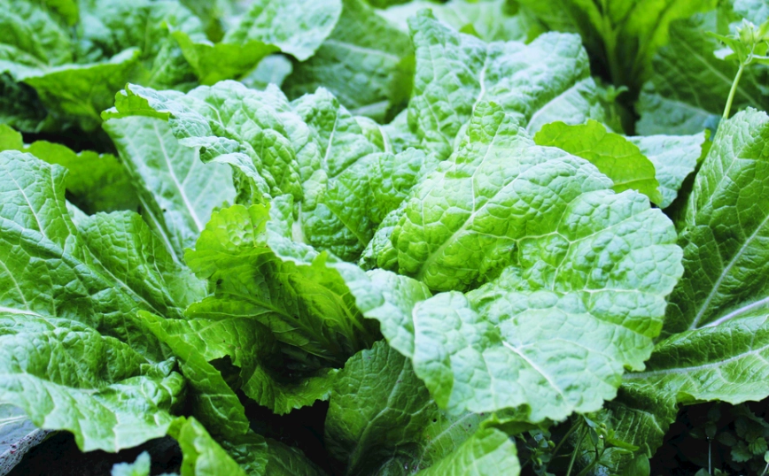 當季蔬菜月份表