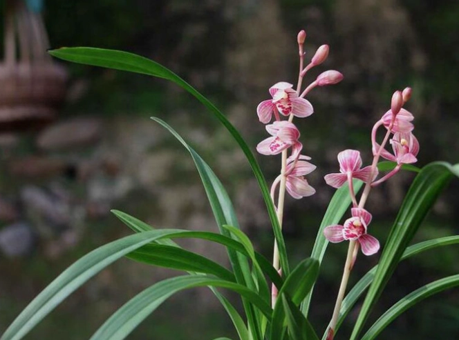 蘭花再次開花方法