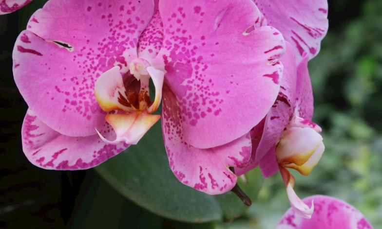 蝴蝶蘭低溫傷害