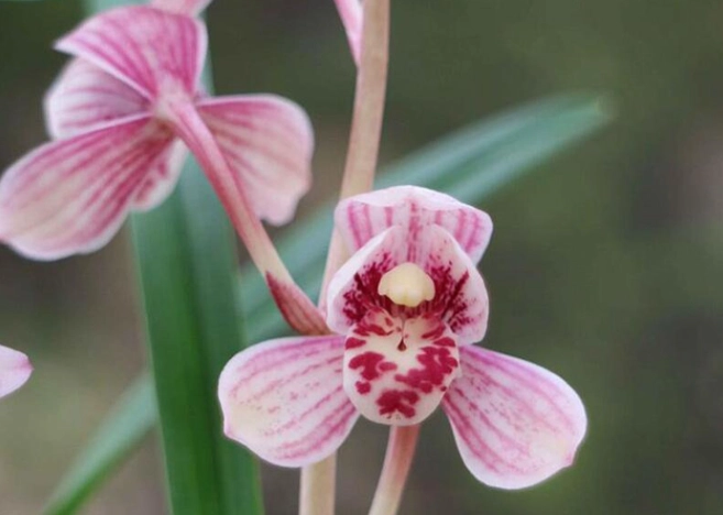 蘭花開花後處理