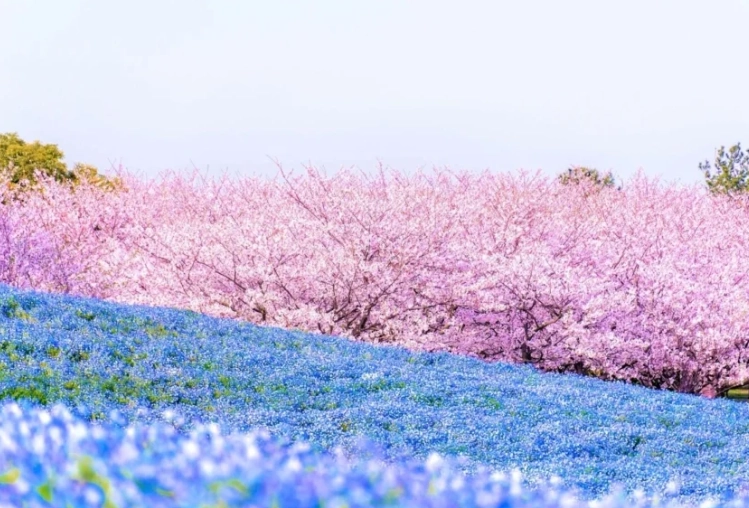 九州自駕遊景點