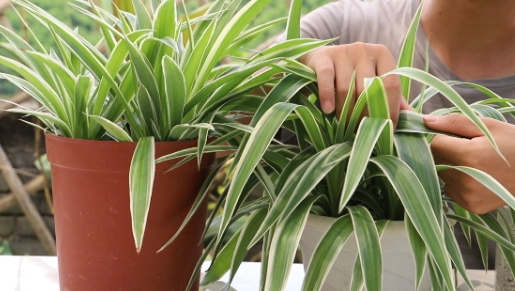 捲葉吊蘭常見問題