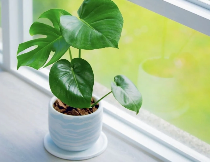 龜背芋莖部木質化