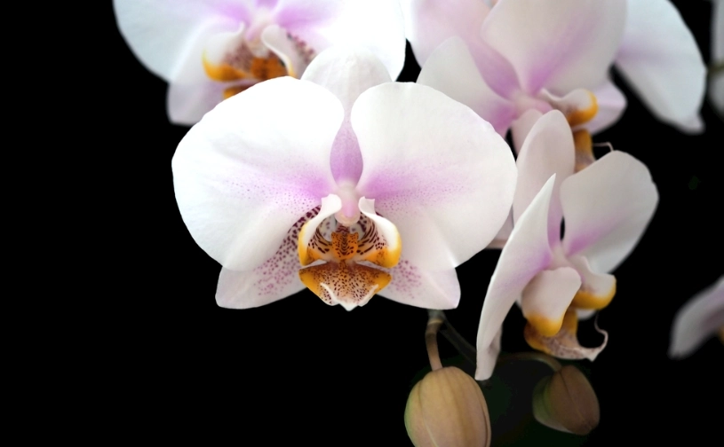 蝴蝶蘭低溫傷害