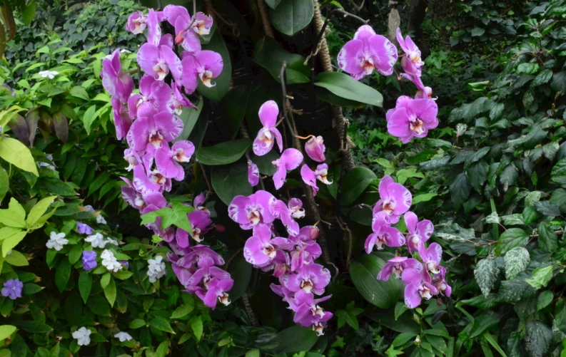 蝴蝶蘭低溫傷害