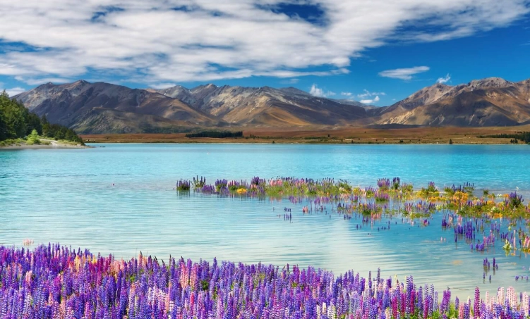 新西兰入境卡填写