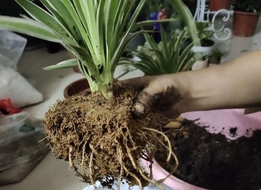 捲葉吊蘭常見問題