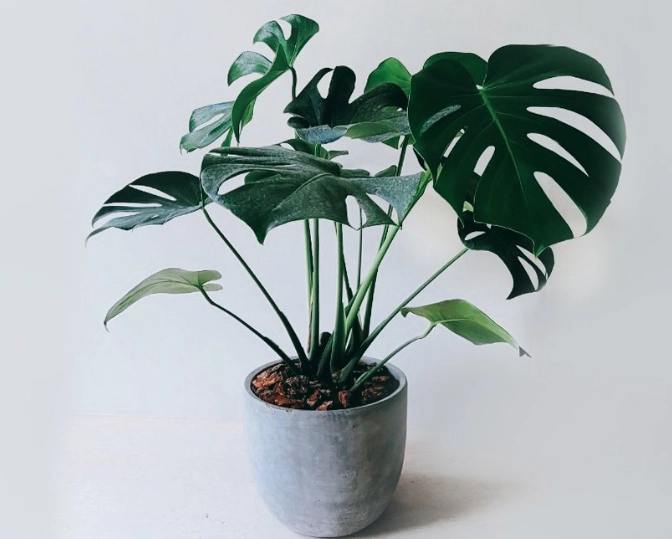 龜背芋養護方法