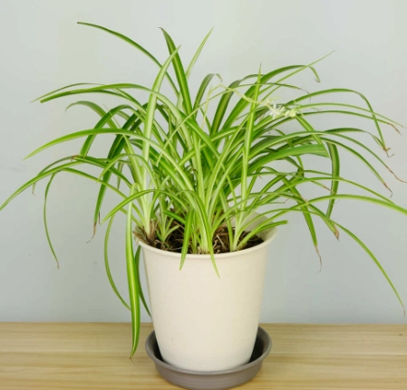 捲葉吊蘭常見問題