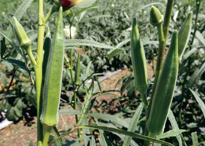 羊角豆食用禁忌