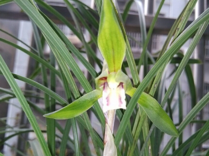 蘭花開花後處理