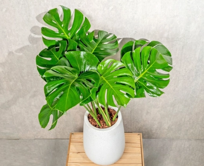 龜背芋莖部木質化