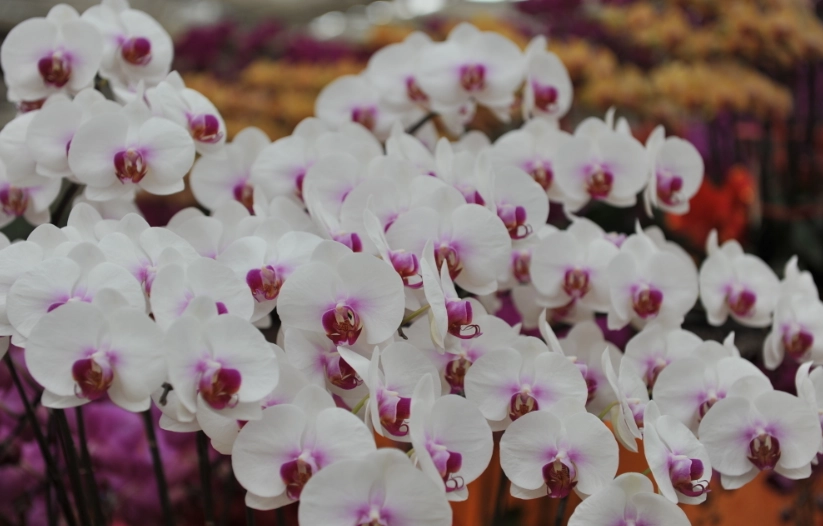 蝴蝶蘭養護技巧