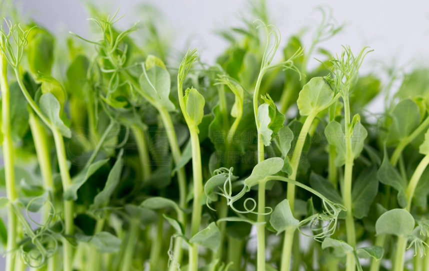 豌豆芽營養