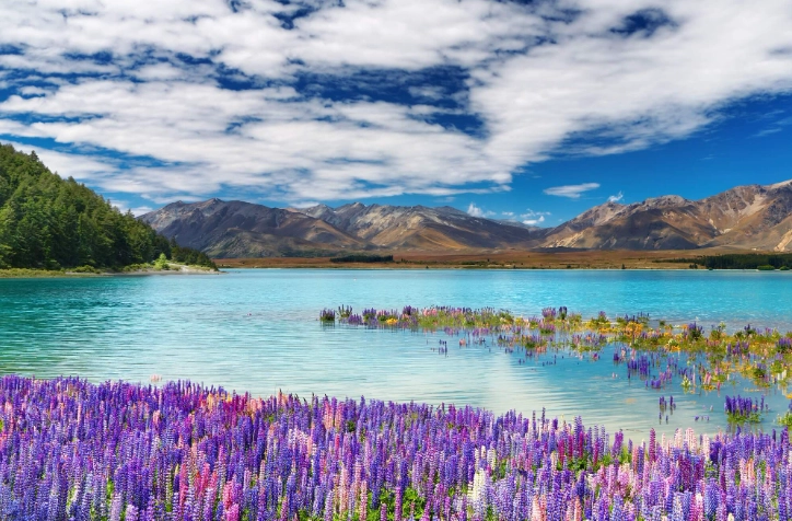 紐西蘭旅遊省錢