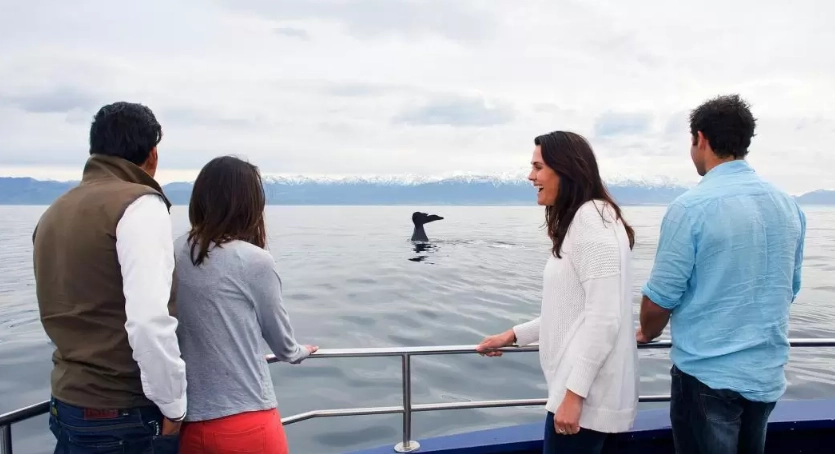 紐西蘭賞鯨地點