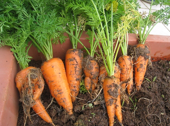 紅蘿蔔過量危害