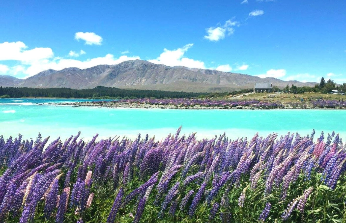 紐西蘭入境申報