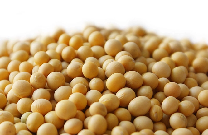 黃豆煮熟打豆漿