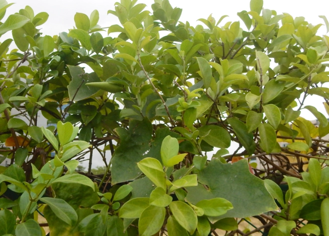 武靴葉 什麼時候吃