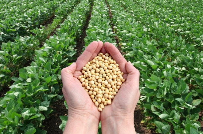 泡黃豆注意事項