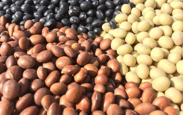 黃豆 種類 比較