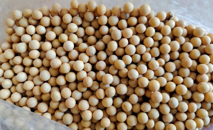 黃豆快速催芽