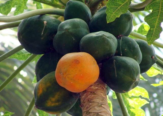 腎病 飲食 禁忌