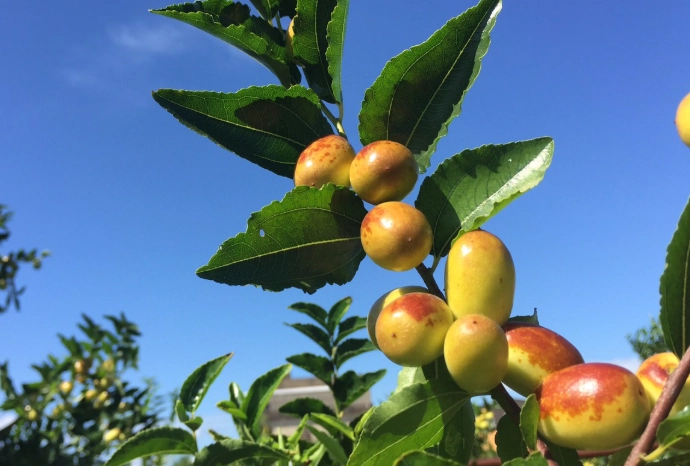 新鲜红枣怎么吃