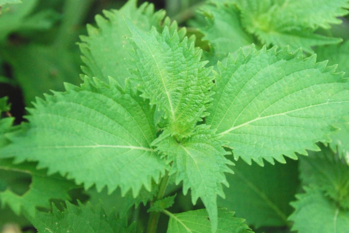 糖友 飲食 紫蘇