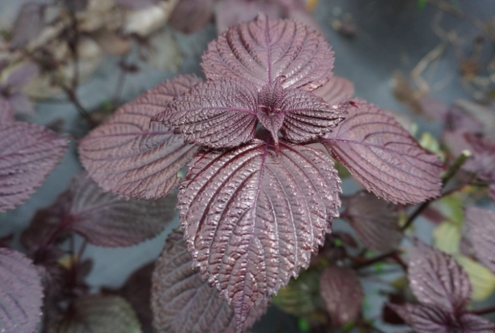糖友 飲食 紫蘇