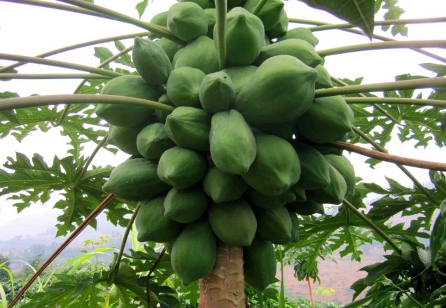 慢性腎臟病 水果