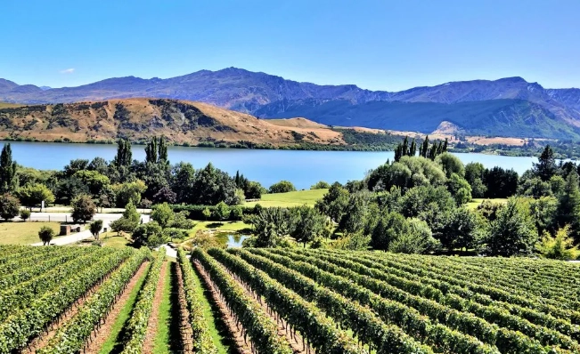 皇后镇酒庄推荐