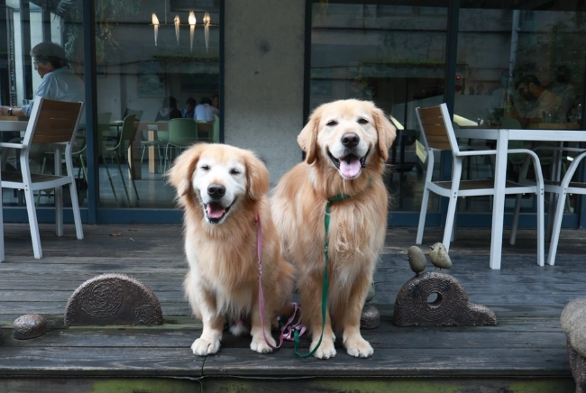 台北寵物友善餐廳