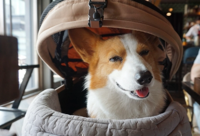 寵物友善餐廳推薦