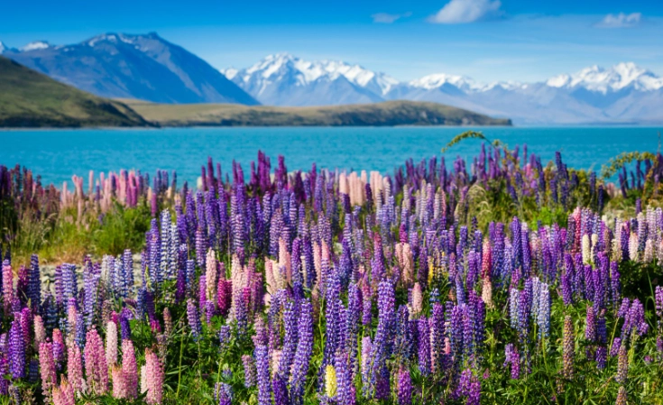 紐西蘭航空國內航班