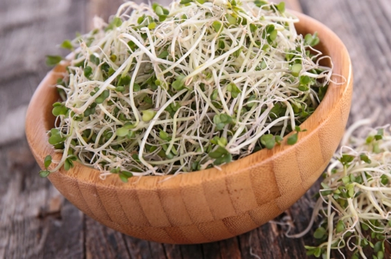 苜蓿芽 安全食用