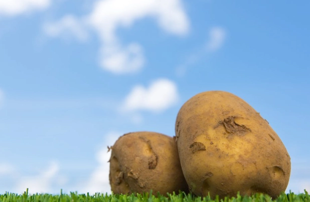 馬鈴薯健康吃法