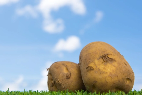 馬鈴薯如何泡水