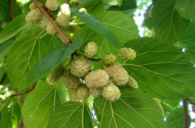 白桑子泡水功效