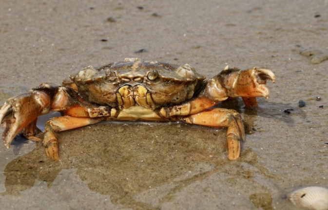 螃蟹不能和什麼一起吃