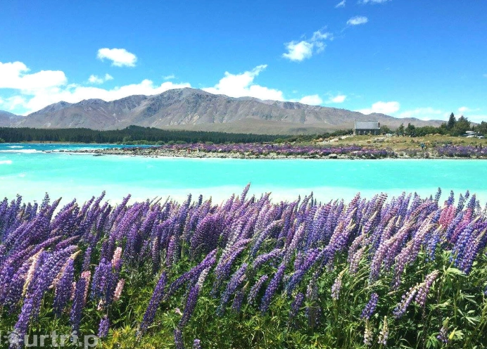 紐西蘭駕照翻譯