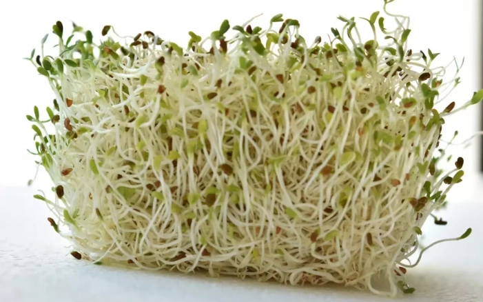 苜蓿芽 安全食用