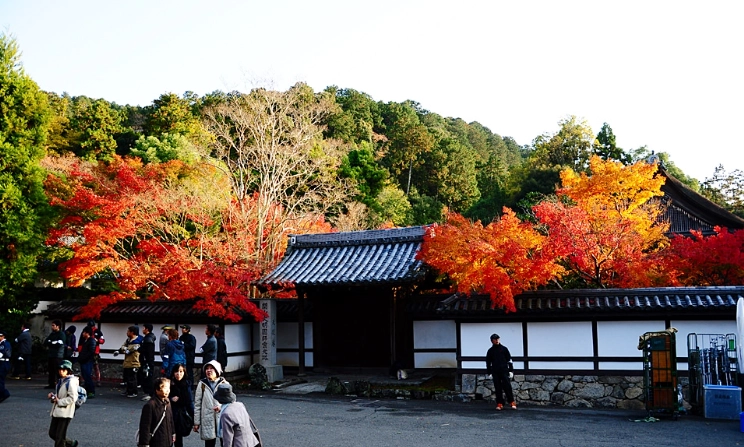 京都賞楓