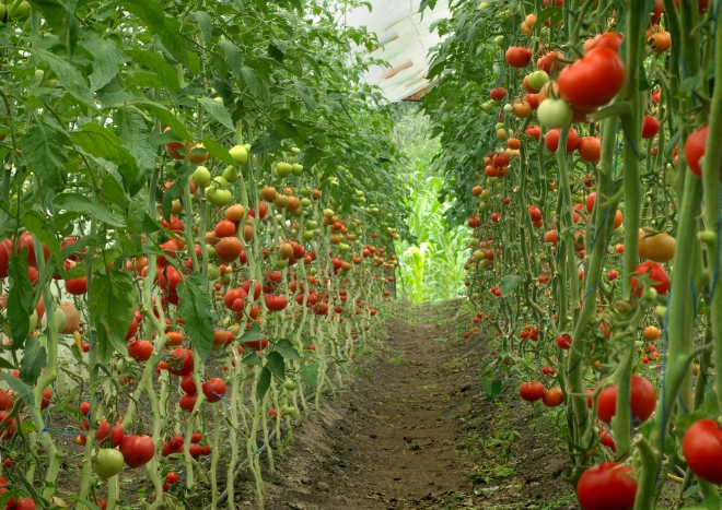 如何清洗蔬果農藥