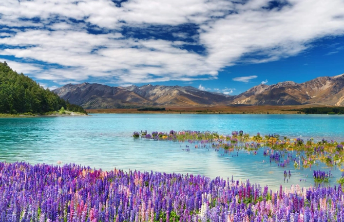 紐西蘭自由行攻略